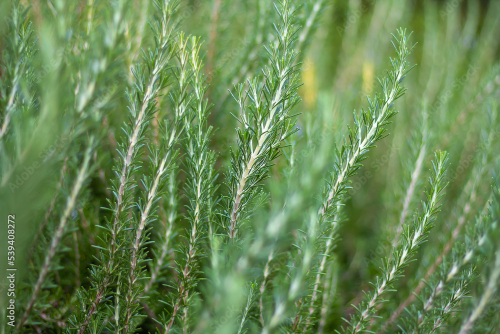 Close-up fresh organic Rosemary herb grow outdoor. Aromatic and medicinal PIanta. Healthy, natural condiments for cooking, making a honey Bio ingredients for cosmetics, Close-up fresh organic Rosemary herb grow outdoor. Aromatic and medicinal PIanta. Healthy, natural condiments for cooking, making a honey Bio ingredients for cosmetics,