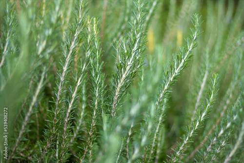 Close-up fresh organic Rosemary herb grow outdoor. Aromatic and medicinal PIanta. Healthy, natural condiments for cooking, making a honey Bio ingredients for cosmetics,