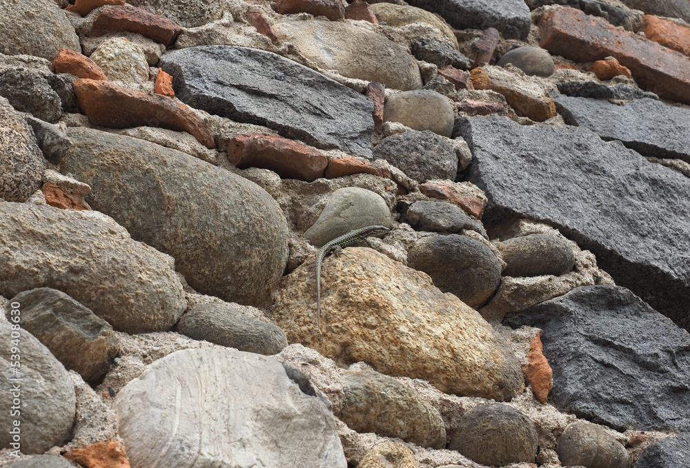 lizard reptile on a stone wall
