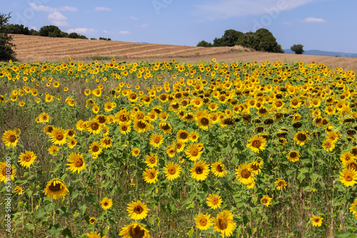 A field of bright yellow sunflowers in varying degrees of maturity under a bright blue sky. Freshly plowed field in the background