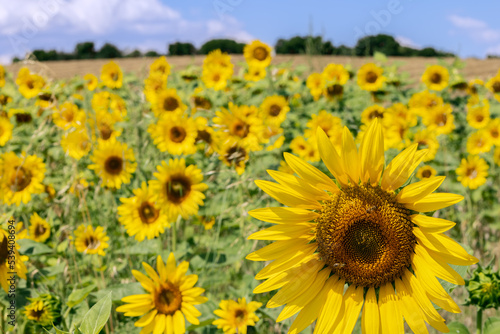 Summer yellow sunflowers on a field under blue sky  Selective focus 