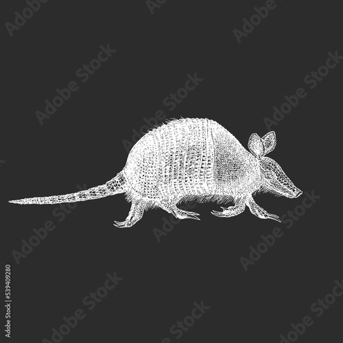 Armadillo, vector sketch, drawn in engraving style