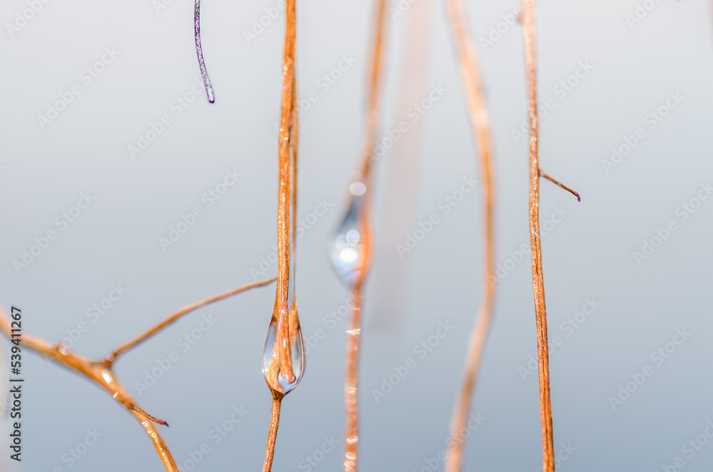 The first morning drops of dew on a dried stem. Poplar trees in the autumn period of the year. The forest in the autumn period of the year, sunlit by the morning sun and mist. The first morning drops of dew on a dried stem. Poplar trees in the autumn period of the year. The forest in the autumn period of the year, sunlit by the morning sun and mist.