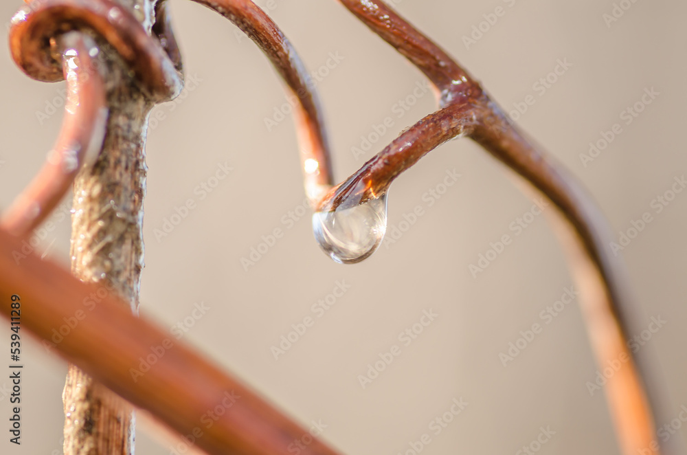 The first morning drops of dew on a dried stem. Poplar trees in the autumn period of the year. The forest in the autumn period of the year, sunlit by the morning sun and mist. The first morning drops of dew on a dried stem. Poplar trees in the autumn period of the year. The forest in the autumn period of the year, sunlit by the morning sun and mist.