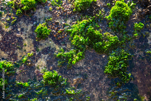 green moss on the beach , seaweed in the sea