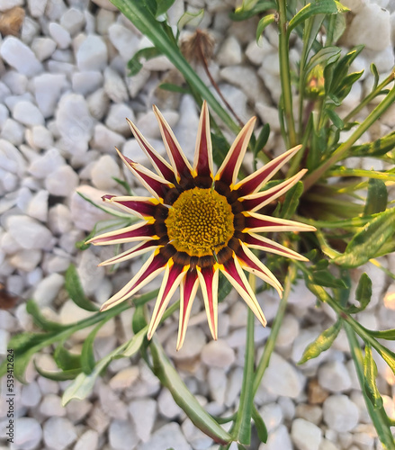 Blooming gazania on a background of white ornamental stone