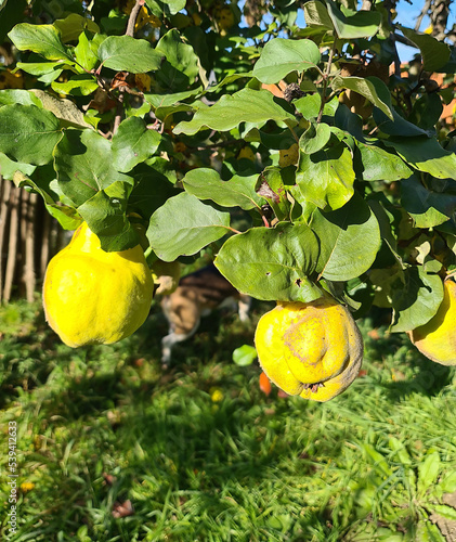 Guppies in the tree in my garden