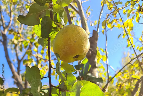 Guppies in the tree in my garden