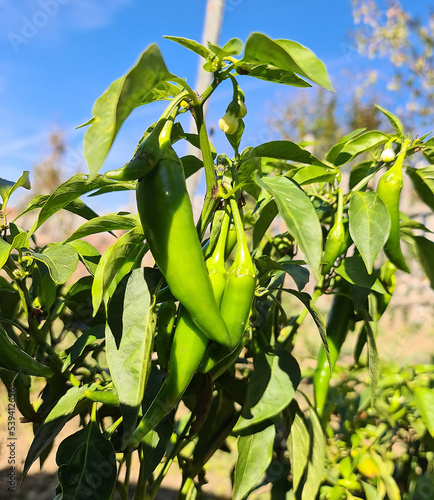 Hot peppers in my garden