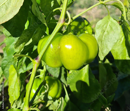 Green peppers in my garden