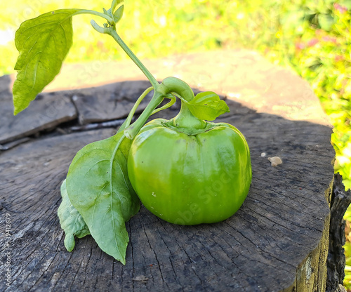 Green peppers in my garden on a log
