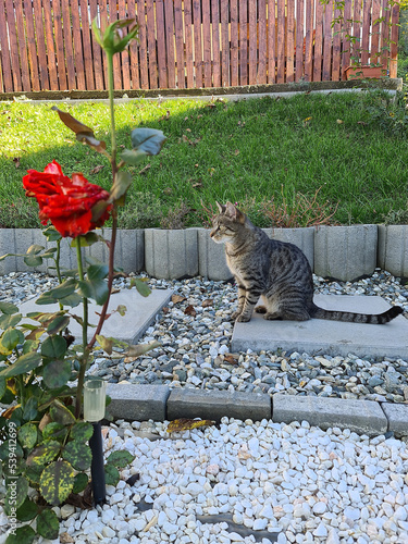 My gray cat looking at a flower in my garden