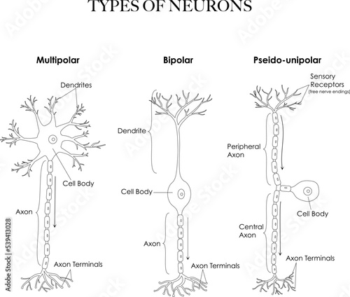 Types of neurons- multipolar, pseudounipolar, bipolar anatomy black and white line art illustration. Can be used as a worksheet for coloring and learning neuron types and structure. 