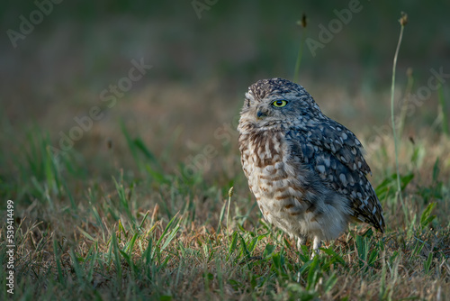 Burrowing owl (Athene cunicularia)   between the grass at sunrise.                  