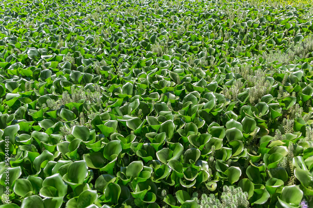 Huge panoramic view of a hyacinth field, Wild-type Hyacinthus orientalis, an aquatic plant recognized as a river pest Huge panoramic view of a hyacinth field, Wild-type Hyacinthus orientalis, an aquatic plant recognized as a river pest