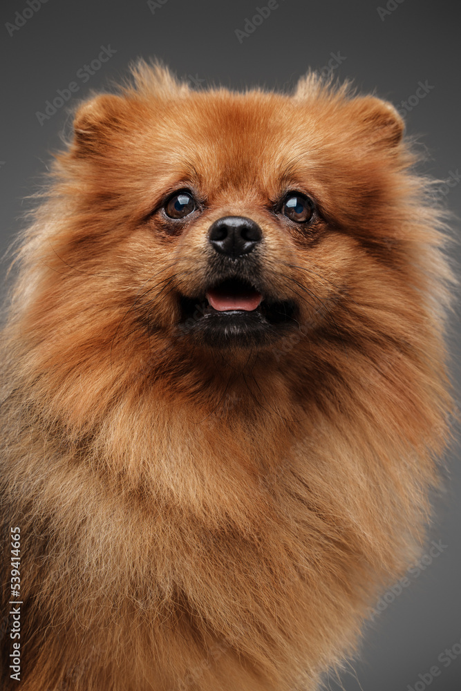 Studio shot of lovely little dog spitz breed with brown fur looking at camera.
