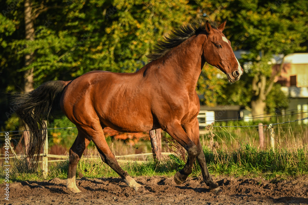 Bay KWNP horse cantering during training in autumn Bay KWNP horse cantering during training in autumn