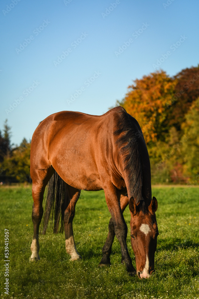 Obraz premium Happy bay horse grazing in meadow in autumn, looking cheeky at photographer