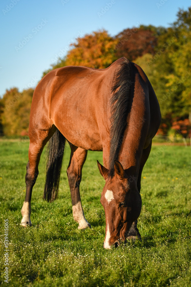 Happy bay horse grazing in meadow in autumn