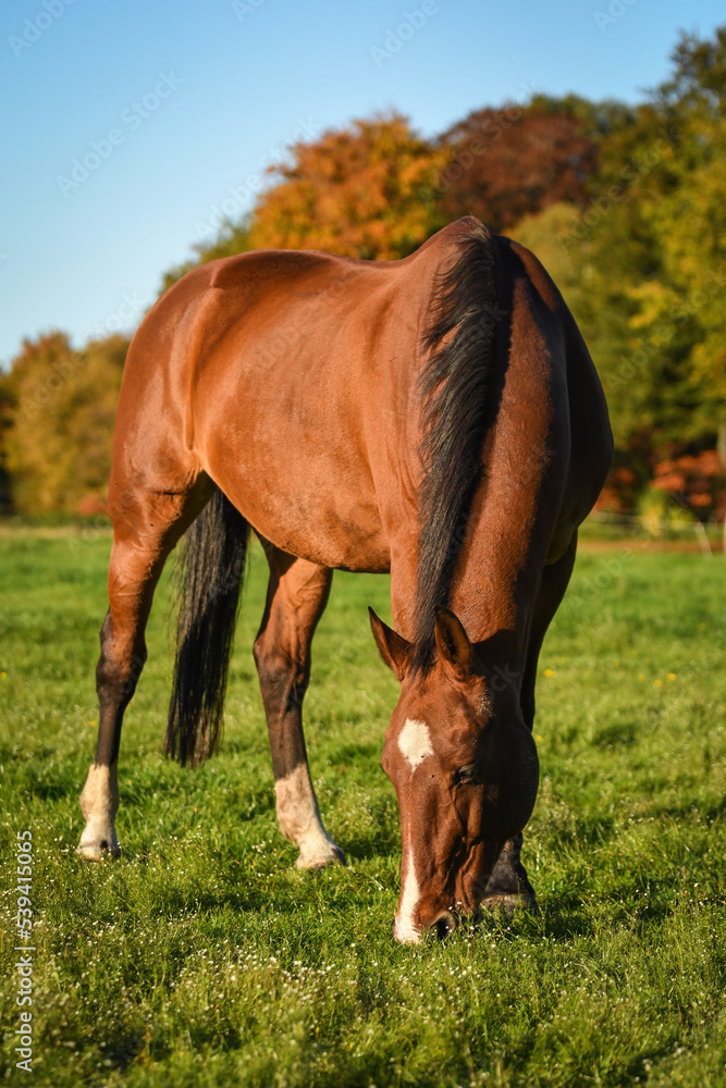 Happy bay horse grazing in meadow in autumn Happy bay horse grazing in meadow in autumn