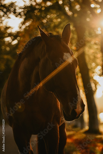 Bay KWNP gelding with markings looking relaxed with sunray in autumn