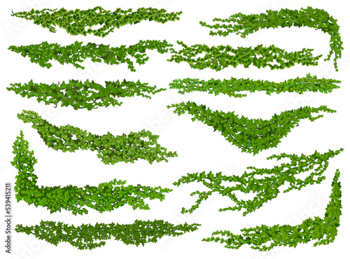 Foto Isolated ivy lianas, nature divider or corner
