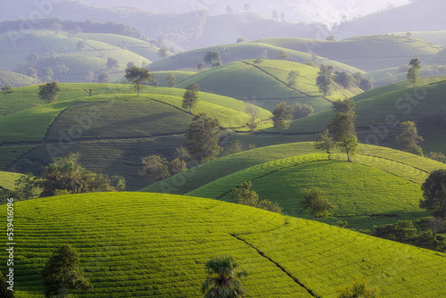 Beautiful Long Coc tea hills in northern Vietnam. Many tea fields planted as terraced belong to shape of hill and mountains. Popular place attractions for domestic and international tourists.