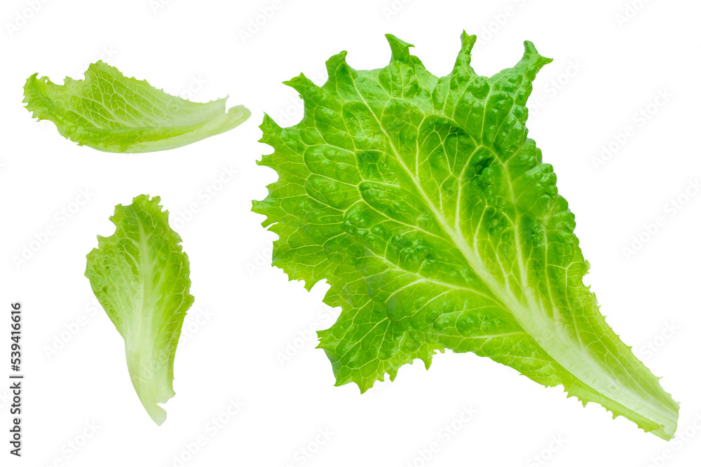 Green fresh lettuce leaves isolated on white background, clipping pass. levitating lettuce leaves - obrazy, fototapety, plakaty 