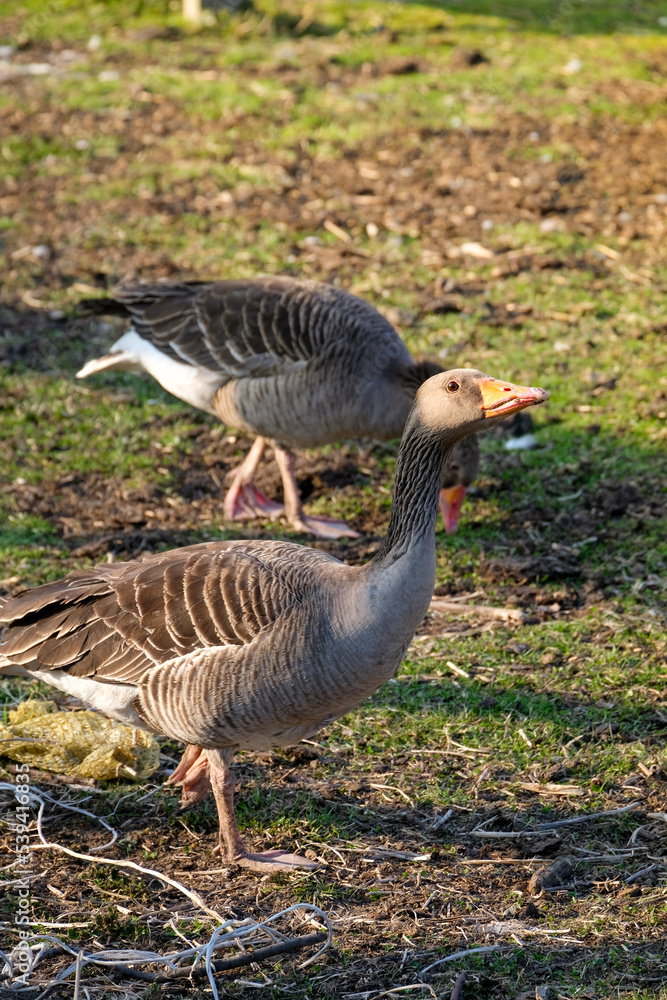 Angry wild duck looking for food Angry wild duck looking for food