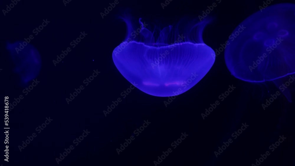 jellyfish in the dark jellyfish in the dark