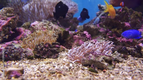 A tank and fish recreating the tropical sea