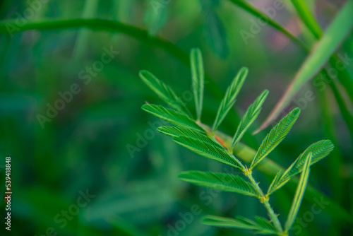 Green leaf background of Mimosa pudica plant