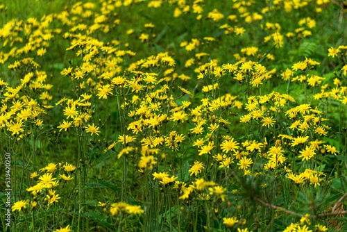 Yellow dandelion-like flowers, yellow wild flower in green grass.