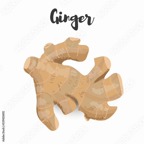 Vector illustration of ginger, ginger root. Vector hand drawing. Botanical illustration. Eco healthy food. Superfood.