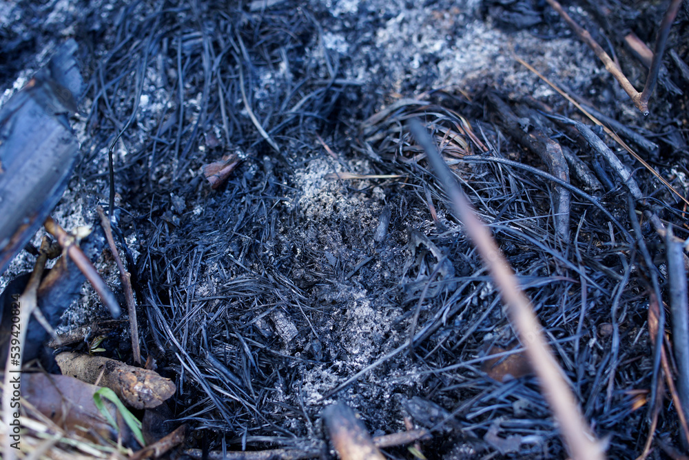 peatland fires in jambi indonesia peatland fires in jambi indonesia