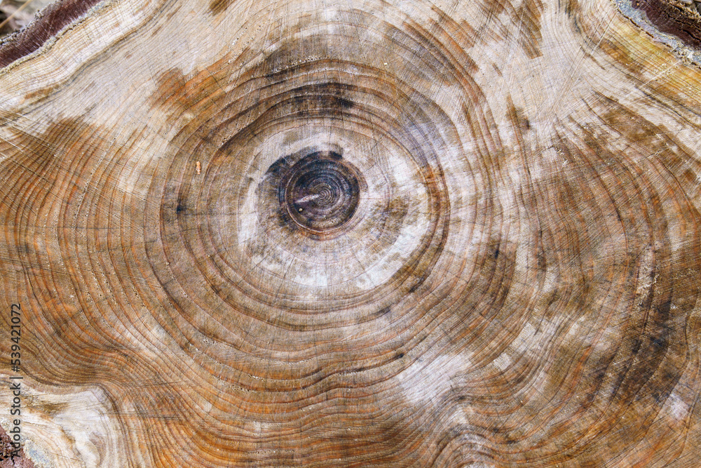 Naklejka premium 様々な模様を見せる木の切り株