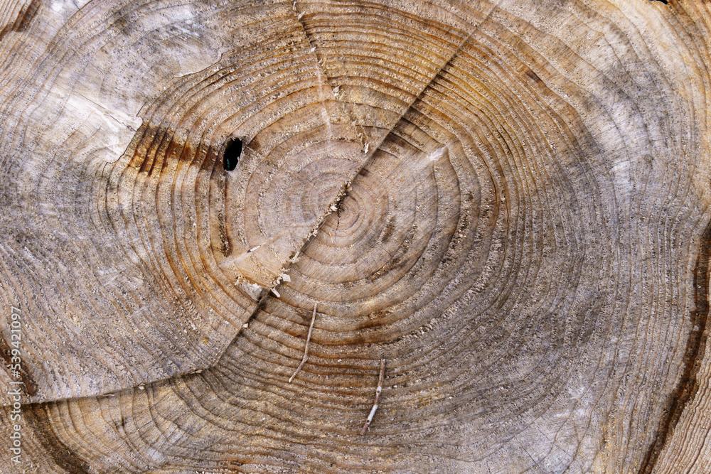 Naklejka premium 様々な模様を見せる木の切り株