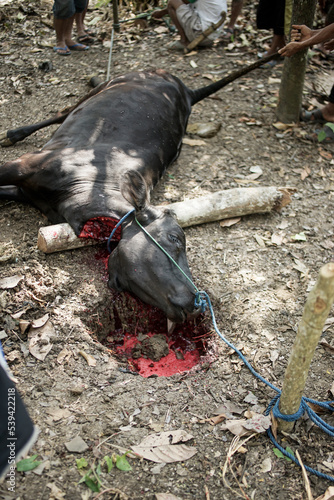 Eid al-Adha celebrations.a cow finished slaughtered.JPG photo