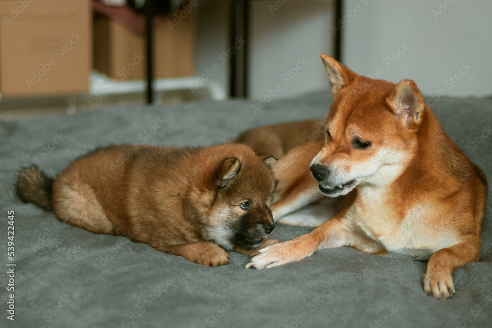Japanese dog mother shiba inu angry at her puppy. Little brown fluffy puppy.

