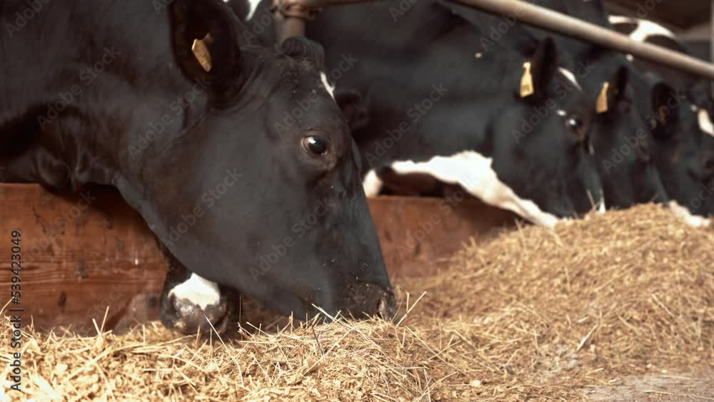Close up footage of black cows with white spots indoors in stable on
