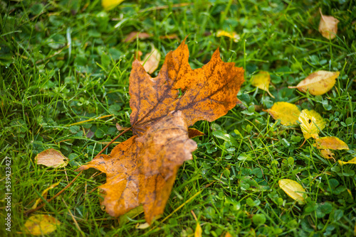 Close up of Maple leaf lying on grass in autumn