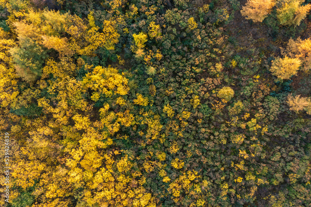Top view of the autumn forest. Beautiful panoramic aerial view of trees and bushes. Fall season. Natural background. Great for design. Top view of the autumn forest. Beautiful panoramic aerial view of trees and bushes. Fall season. Natural background. Great for design.