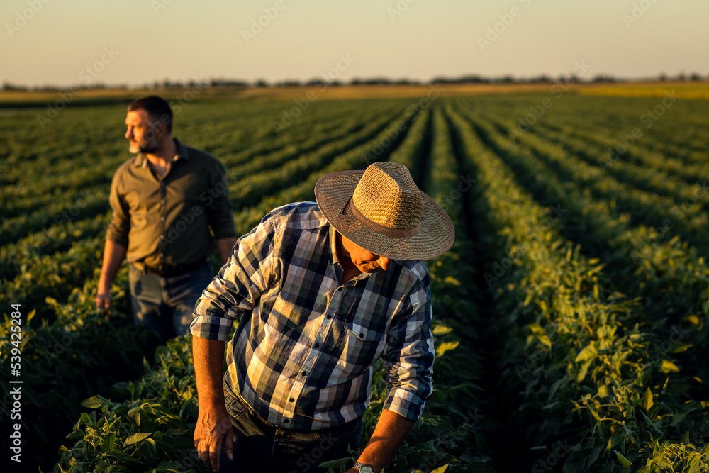 Two farmers in a field examining soy crop at sunset. Two farmers in a field examining soy crop at sunset.