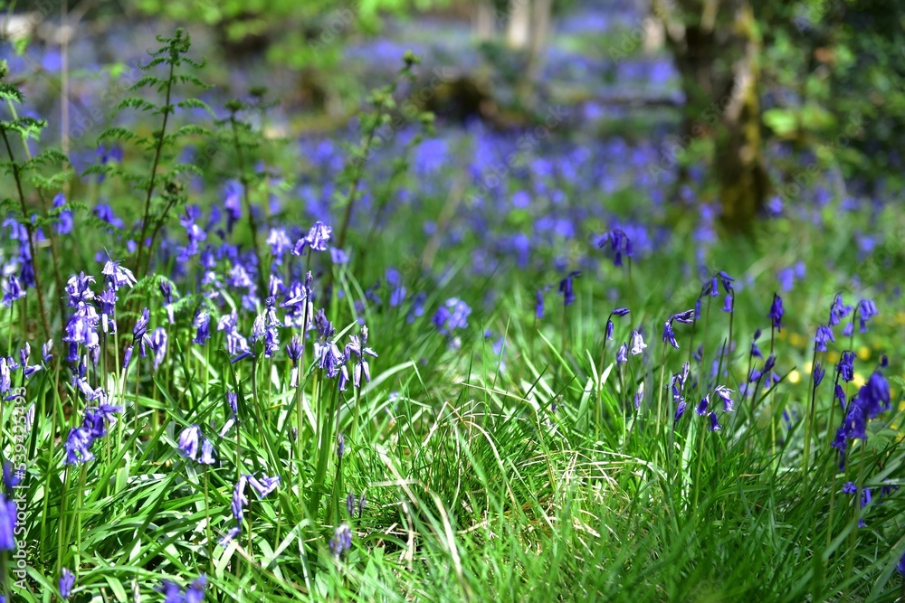 Fototapeta premium Sunlight on Enlgish native Bluebells