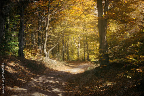 colorful light in autumn wo...