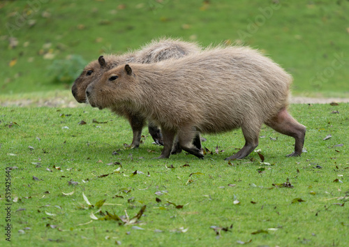 wild boar in the grass