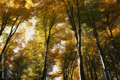 forest canopy in autumn wit...