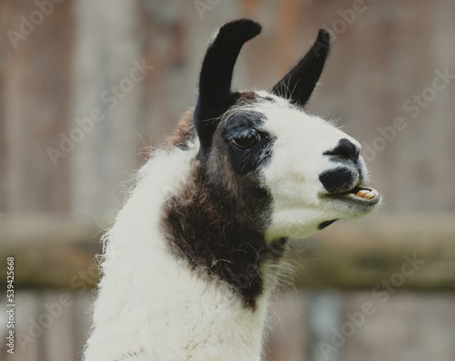 white llama portrait