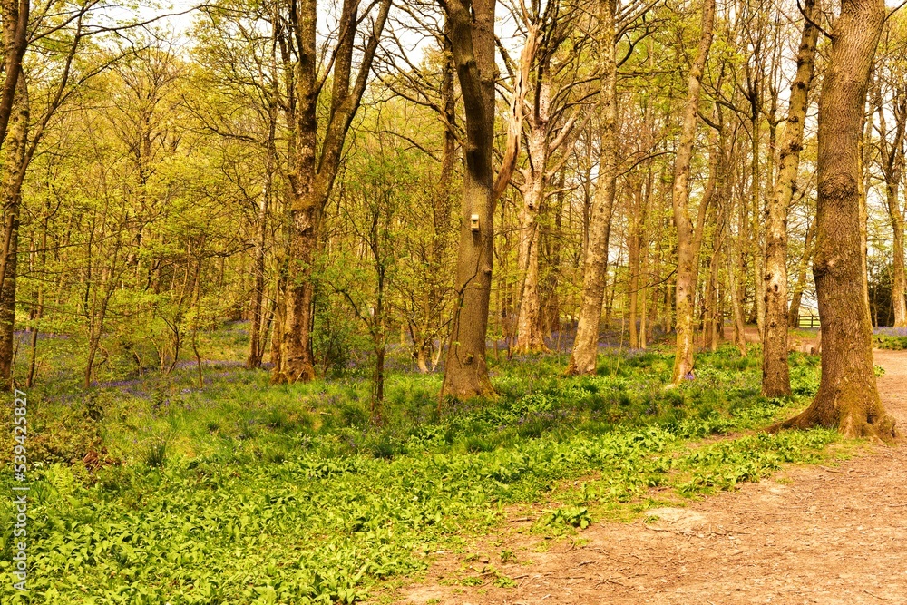 Fototapeta premium Sunlight on Enlgish native Bluebells