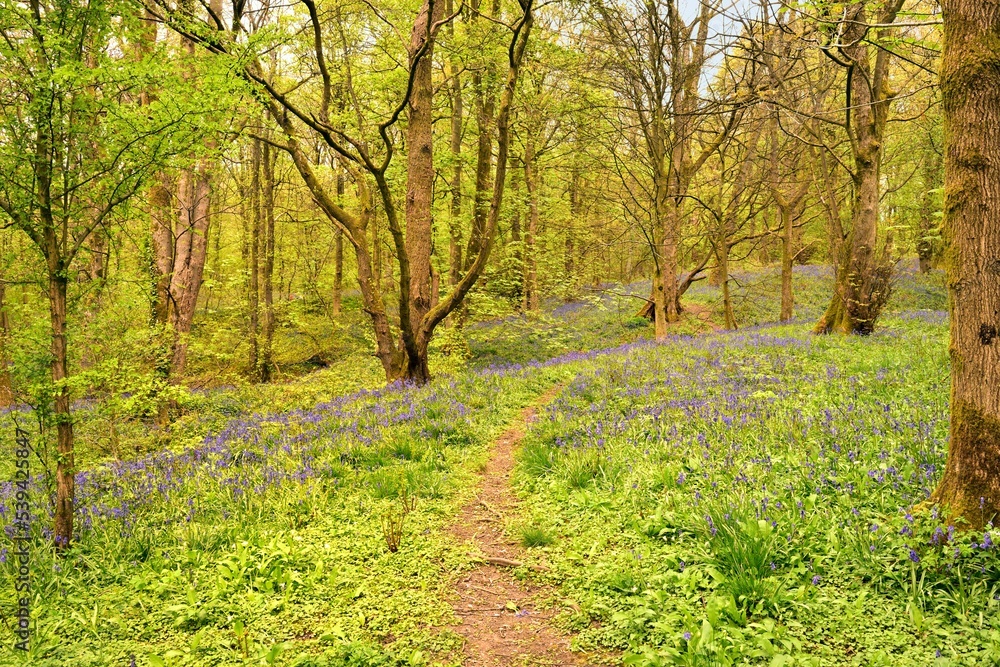 Naklejka premium Sunlight and a track in to the Bluebells